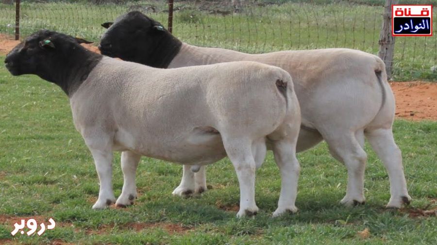 اغنام دروبر النادرة ( البربري )